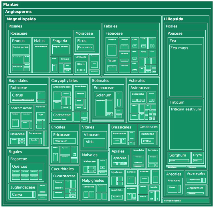 Taxonomic hierarchy